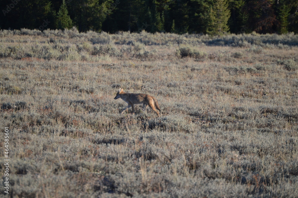 Naklejka premium Determined fox hunting its dinner at dusk