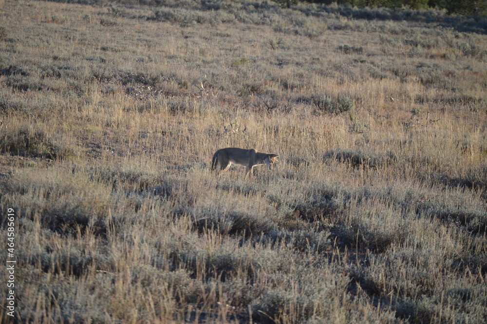 Determined fox hunting its dinner at dusk Determined fox hunting its dinner at dusk