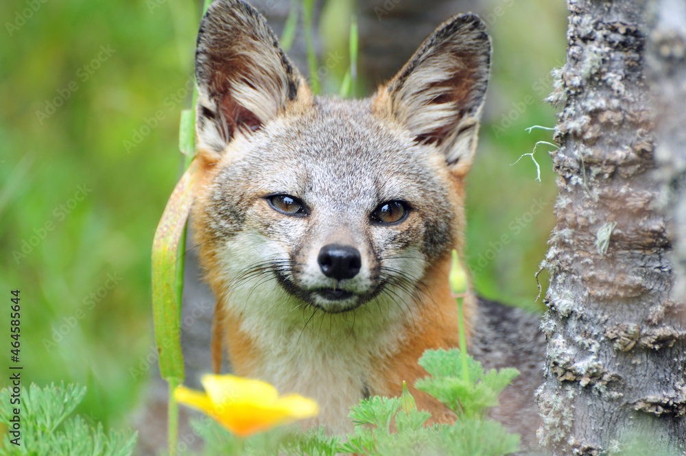 Obraz premium Endangered Fox From San Miguel Island, California