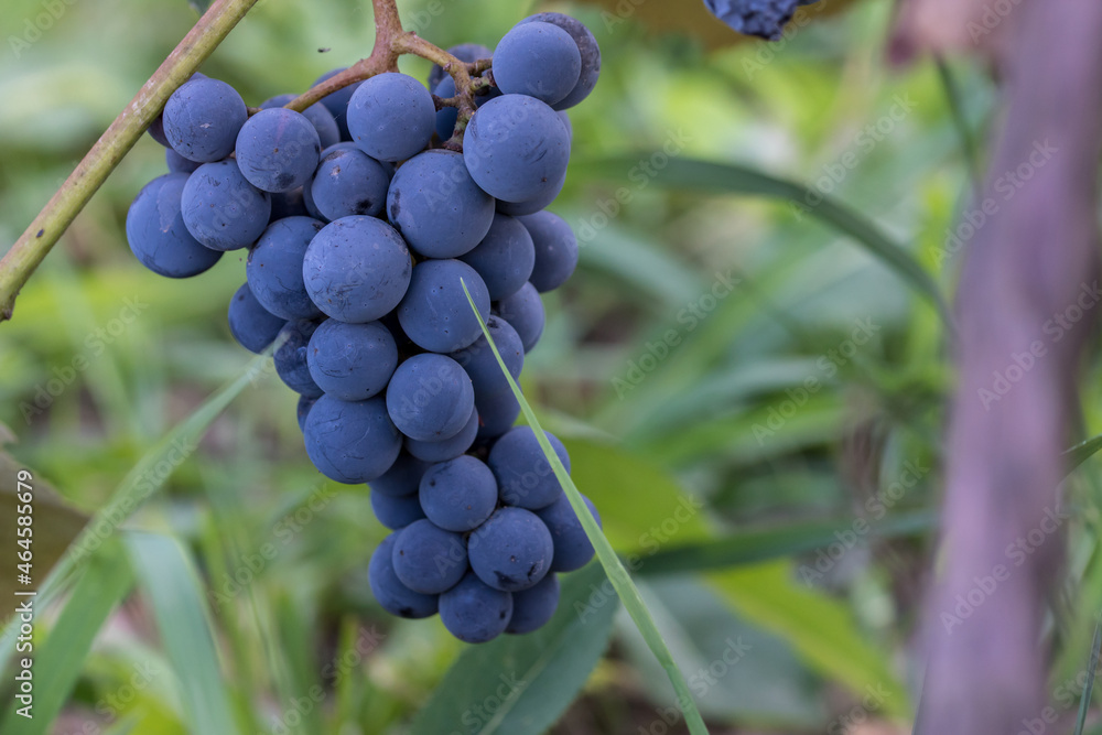 Close-up shot of vibrant coloured blue grapes ready to be harvested Close-up shot of vibrant coloured blue grapes ready to be harvested