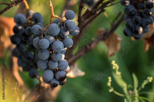 Close-up shot of vibrant coloured blue grapes ready to be harvested