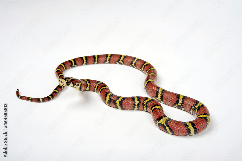 Naklejka premium Bella Rat Snake, Burmese Rat Snake // Leonards Kletternatter, Burma-Kletternatter (Archelaphe bella chapaensis) 