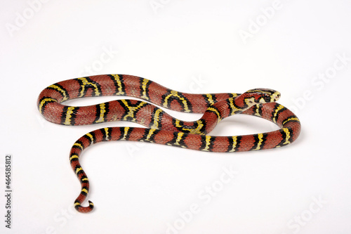 Obraz na plátně Bella Rat Snake, Burmese Rat Snake // Leonards Kletternatter, Burma-Kletternatte