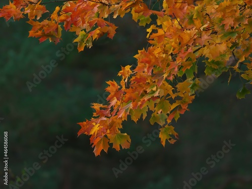 Autumn maple leaves on a dark green background. Autumn landscape.