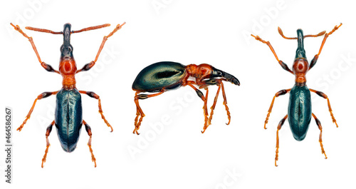 Sweetpotato (or sweet potato) weevil, Cylas formicarius isolated on a white background. An insect in various body positions. Male and female. photo