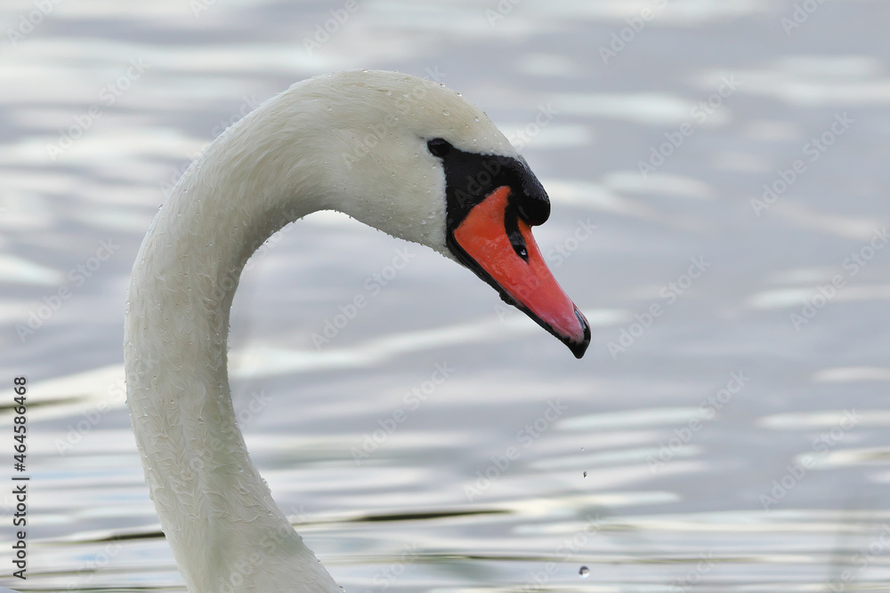 A portrait of a mute swan is a bird from the duck family. A portrait of a mute swan is a bird from the duck family.