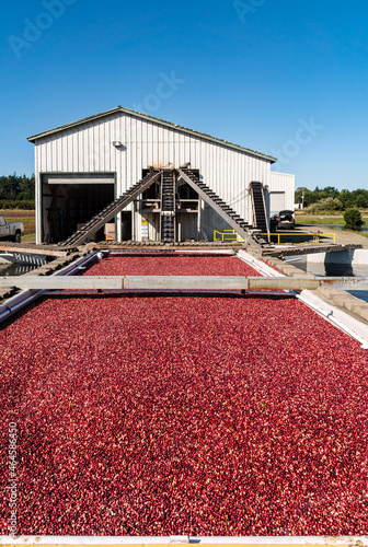 Ripe red cranberries floating in a water filled bog to be loaded onto a truck for processing. Focus is in the center of the cranberry bog