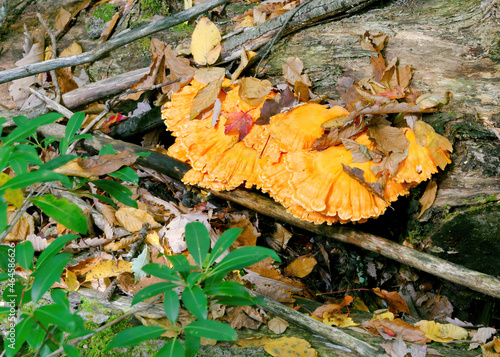 Chicken-of-the-Woods fungus  also known as Sulfur Shelf  grows out of a fallen red oak log