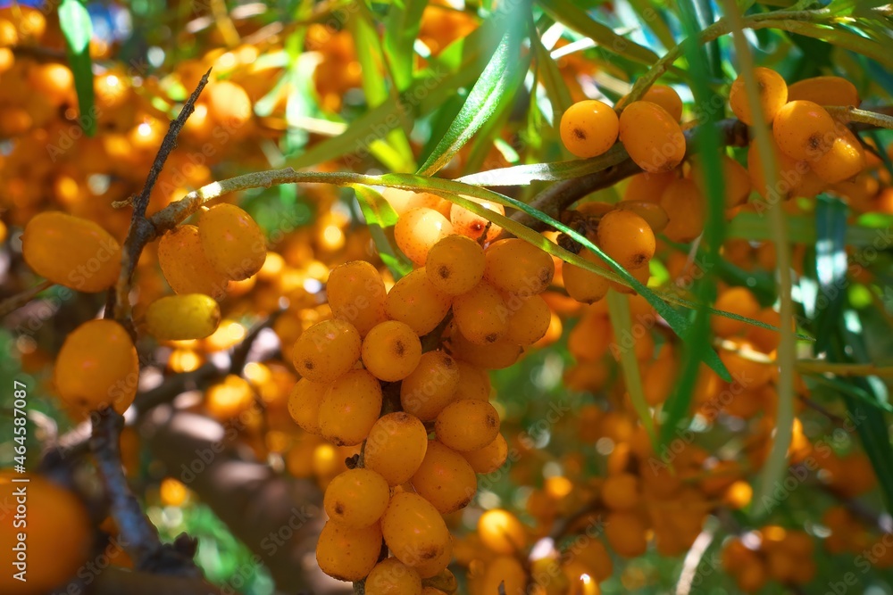 Sea buckthorn on a tree close up