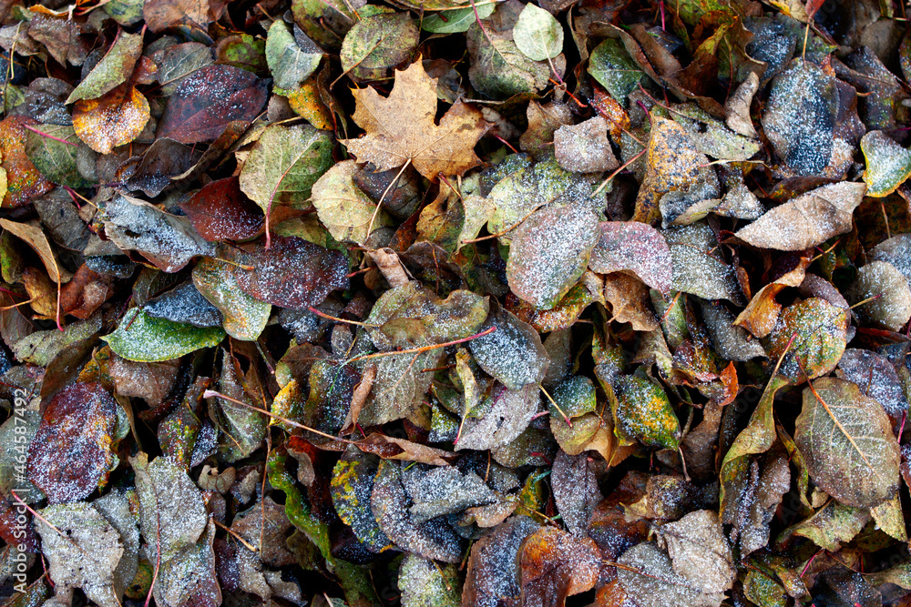Full frame shot of frosting on dry leaves Full frame shot of frosting on dry leaves