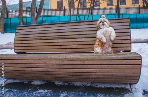 shih tzu dog sits on a bench in the park in winter photo