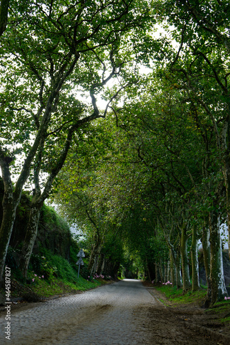 green alley on the azores islands