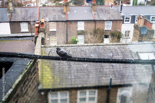Pigeon on the cable above multiple houses residencies in London neighborhood