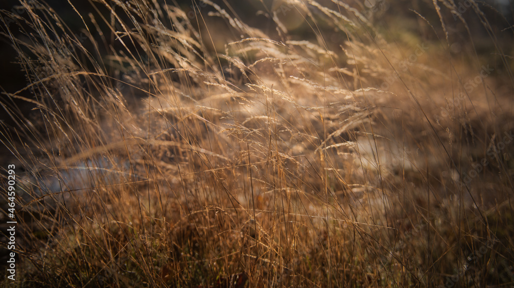 Obraz premium Soft focus autumn background with dry grass.