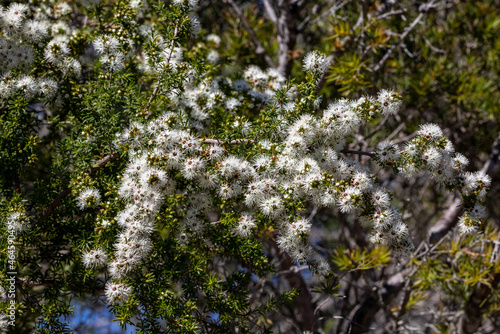 Australian Tick Bush in flower