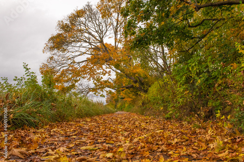 autumn leaves on a path