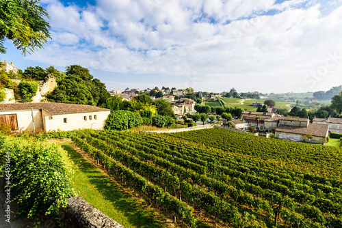 Vineyard on bright summer day under blue sky with white clouds in Saint Emilion area  Bordeaux  France