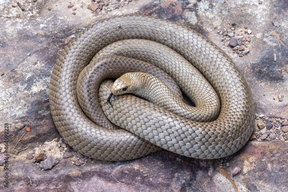 Obraz premium Australian highly venomous Eastern Brown Snake flickering it's tongue