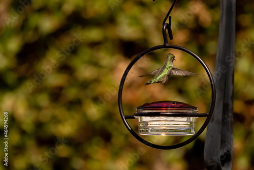 hummingbird flying over a feeder