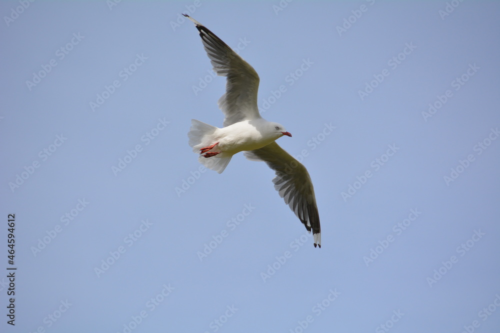 Obraz premium seagull in flight