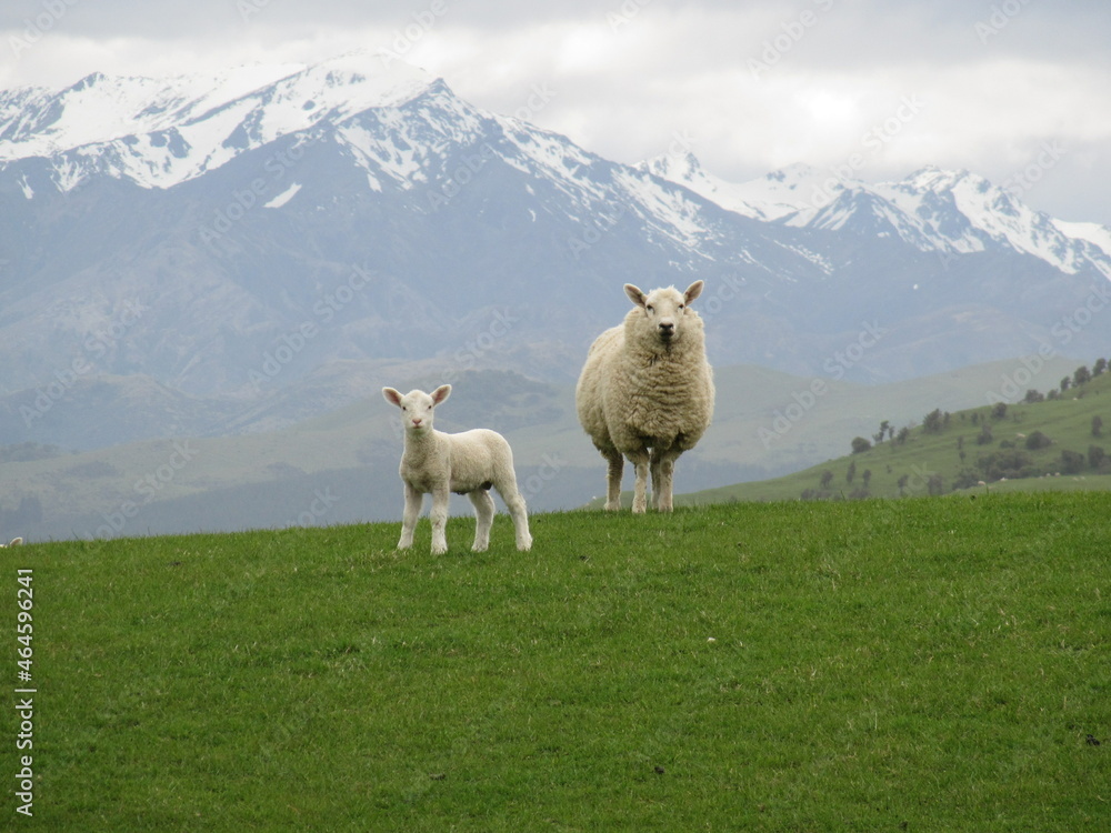Naklejka premium sheep and lamb near mountains