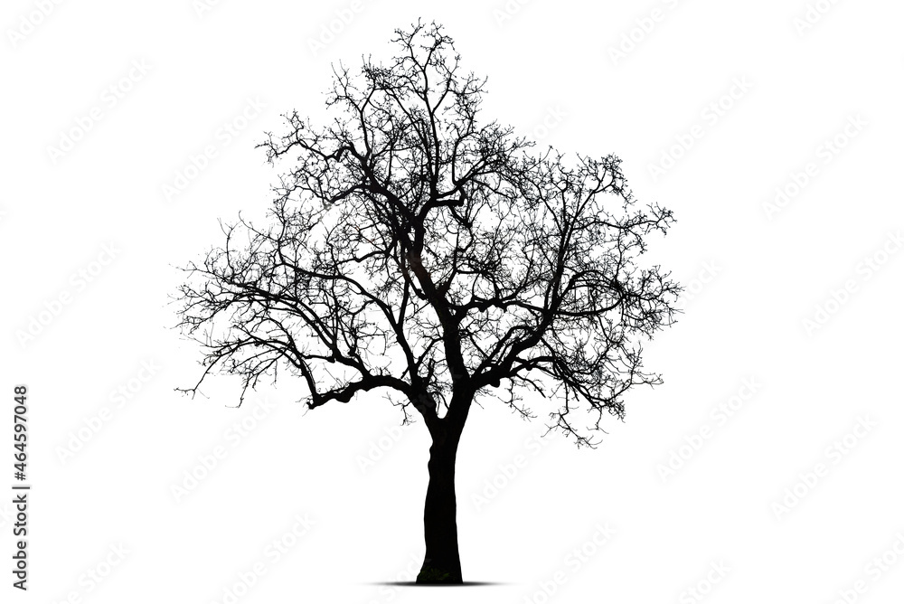 Obraz premium Black dead tree branches with clipping path isolated on white background.