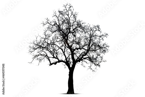 Black dead tree branches with clipping path isolated on white background.