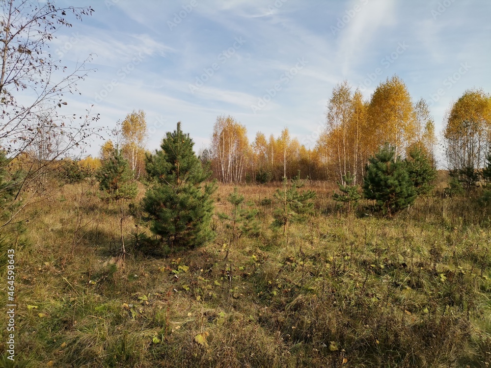 Fototapeta premium autumn landscape