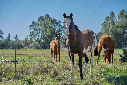 Horse in the foreground looking at camera and others behind grazing