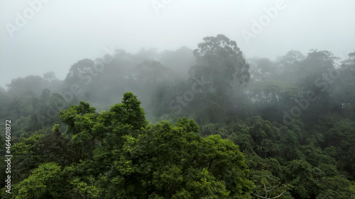 Misty jungle in Mata Atlantica (Atlantic Rainforest biome) in Sao Paulo state, Brazil