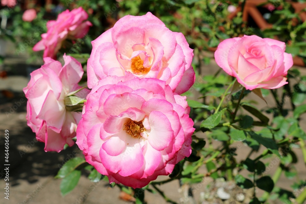 Fototapeta premium 陽ざしを浴びて素敵に咲くバラの花