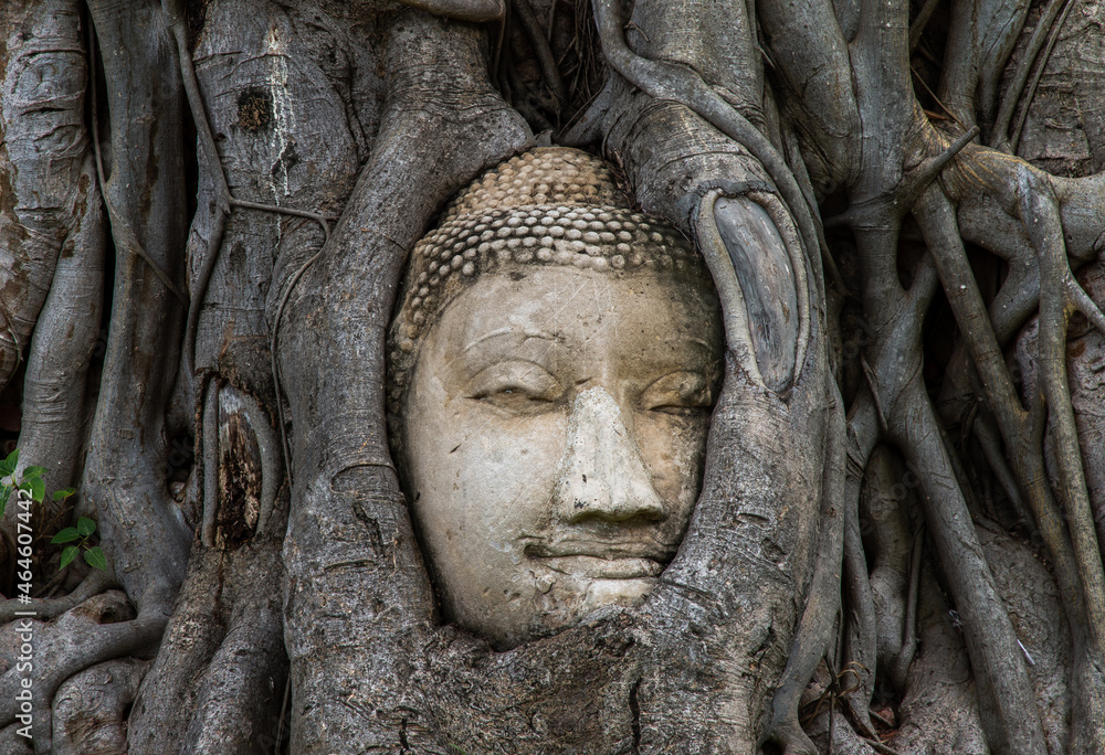 Aytthaya, Thailand, 22 Aug 2020 : Ancient buddha head embedded in a Banyan tree unseen at Wat mahathat. Ayutthaya, Thailand. Selective focus. Aytthaya, Thailand, 22 Aug 2020 : Ancient buddha head embedded in a Banyan tree unseen at Wat mahathat. Ayutthaya, Thailand. Selective focus.