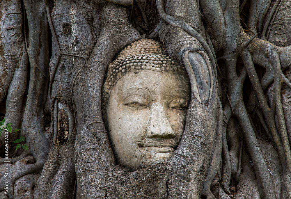 Aytthaya, Thailand, 22 Aug 2020 : Ancient buddha head embedded in a Banyan tree unseen at Wat mahathat. Ayutthaya, Thailand. Selective focus.