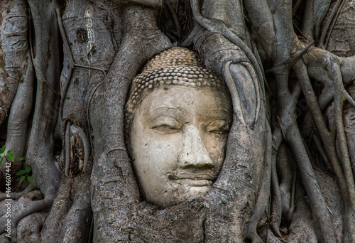 Aytthaya, Thailand, 22 Aug 2020 : Ancient buddha head embedded in a Banyan tree unseen at Wat mahathat. Ayutthaya, Thailand. Selective focus. © num