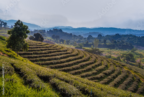 Green tea plantation landscape of Doi Mae Salong, Chiangrai Thailand. Selective focus. © num