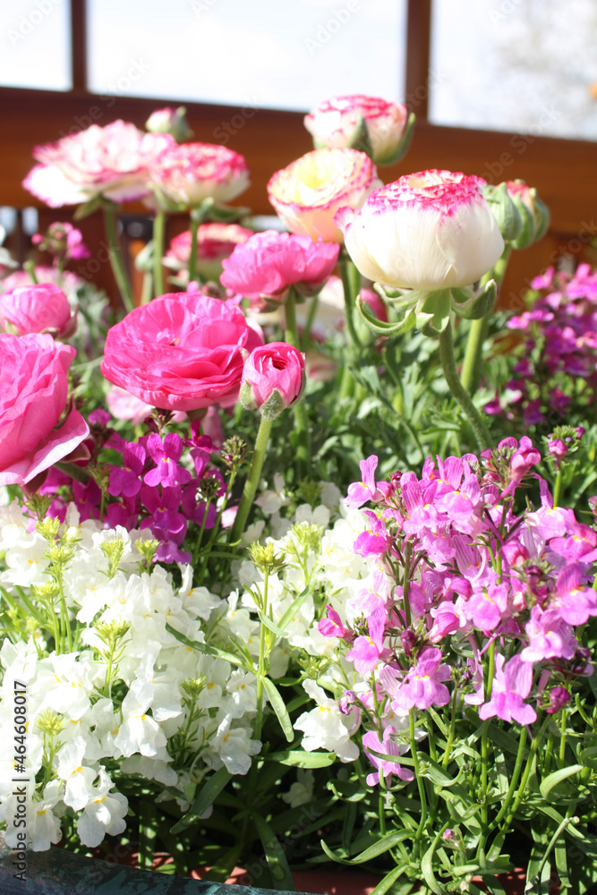 pink hydrangea flowers