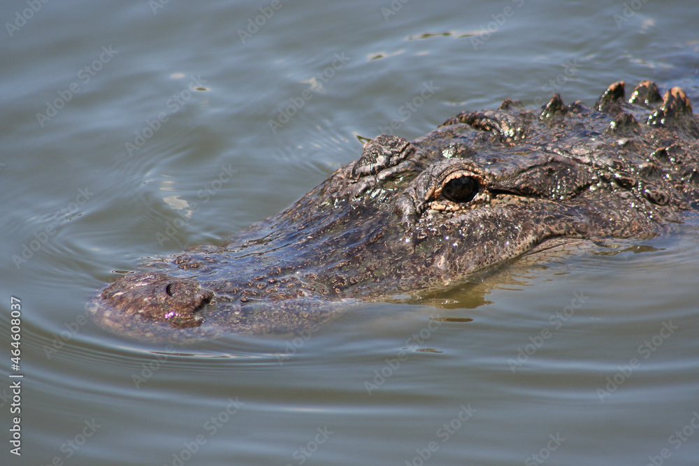 Dark eye of a partially submerged wild alligator in the Florida Everglades Dark eye of a partially submerged wild alligator in the Florida Everglades