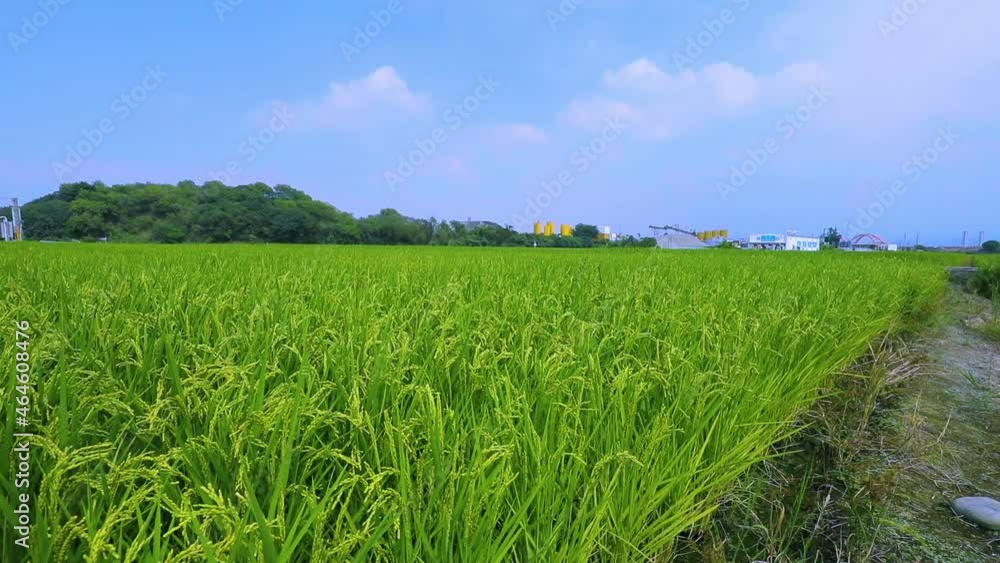 Taiwan, south, countryside, blue sky and white clouds, green, rice fields Taiwan, south, countryside, blue sky and white clouds, green, rice fields