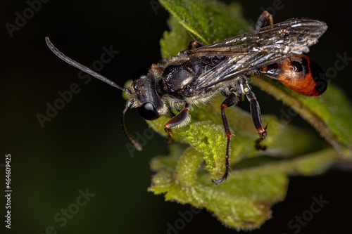 Adult Thread-waisted Wasp photo