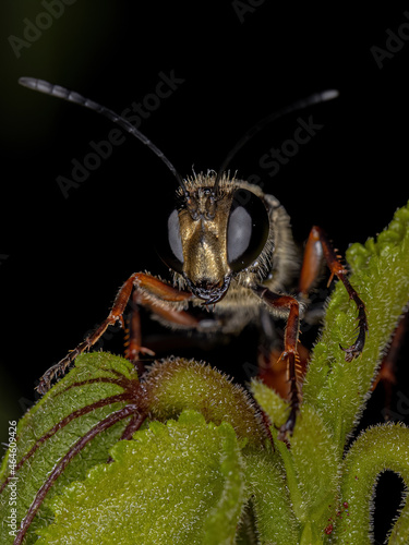 Adult Thread-waisted Wasp photo