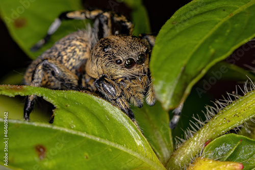 Adult Female Yellow Jumping spider photo