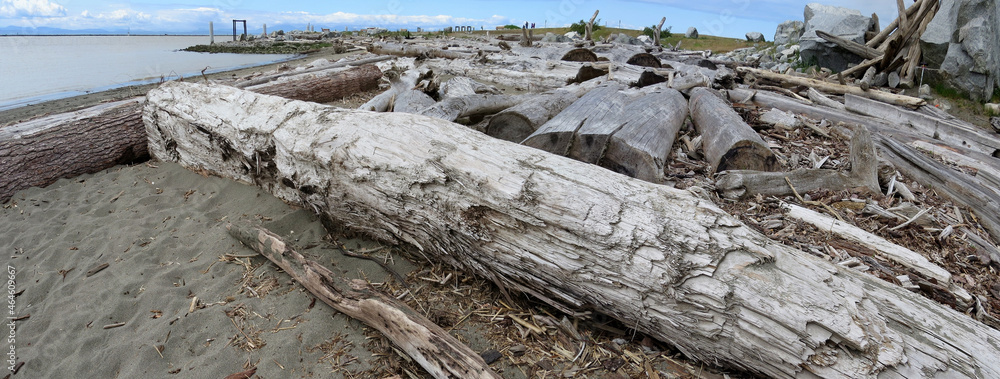 Driftwood trees on the Stevested Beach Driftwood trees on the Stevested Beach