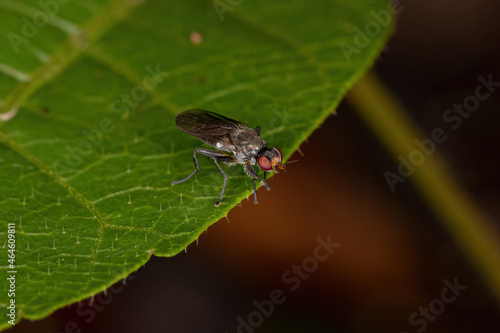 Adult Acalyptrate Fly photo