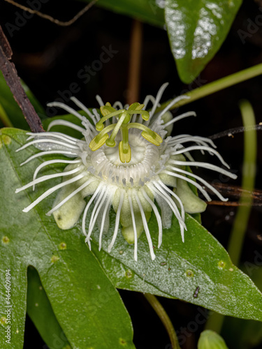 White Passion flower photo