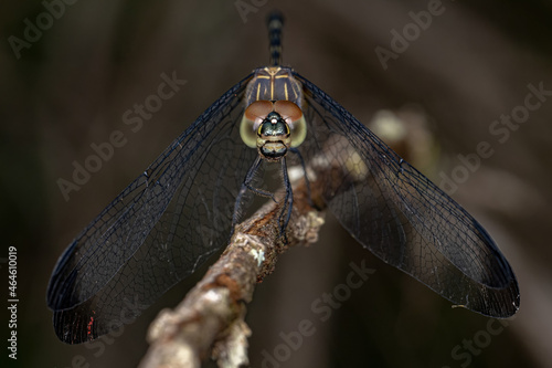 Adult Dragonfly Insect photo