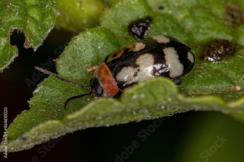 Adult Flea Beetle photo