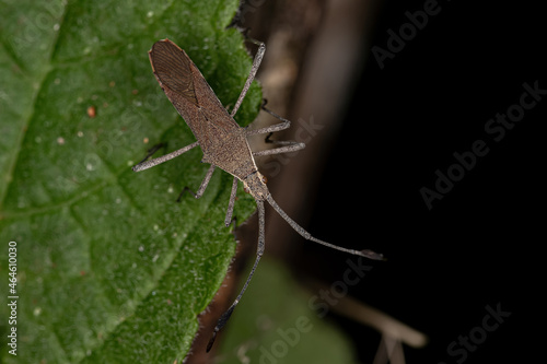 Adult Leaf-footed Bug photo