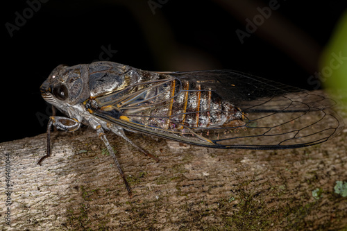 Adult Typical Cicada photo