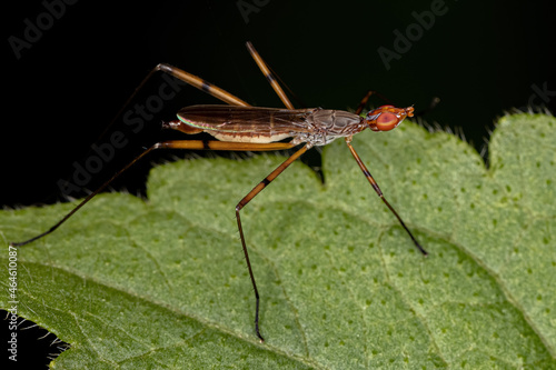 Adult Stilt-legged Fly photo