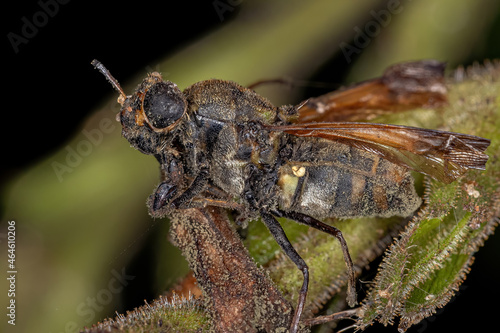 Dead Adult Soldier Fly photo